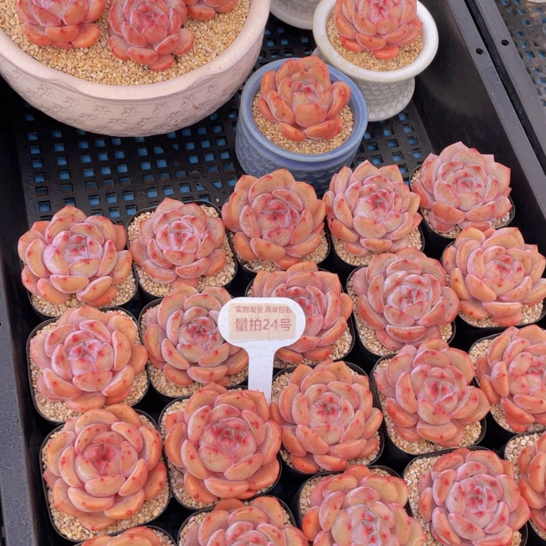 量拍24号果冻包包韩橙单头一个