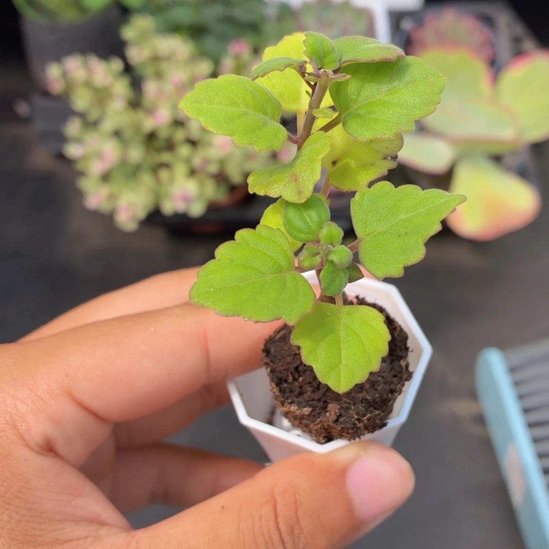 爱氏延命草多肉9.9包邮发货