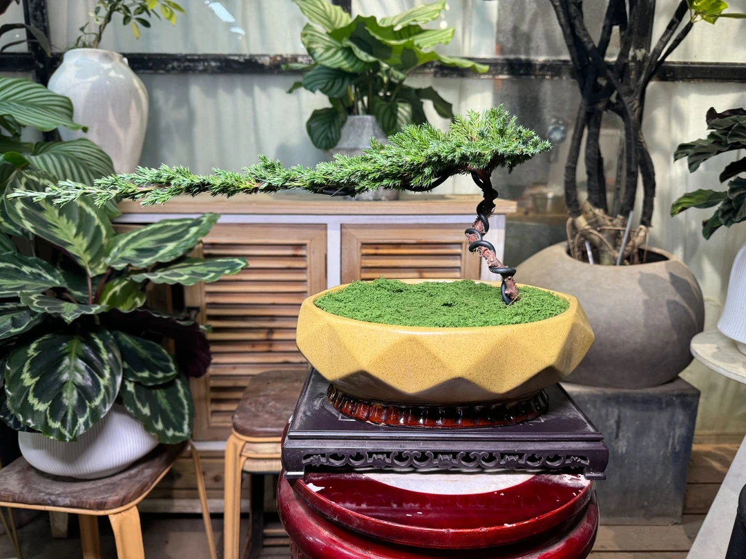 迎客松造型盆景清新绿色盆栽办公室客厅室内植物地柏造型观赏耐寒