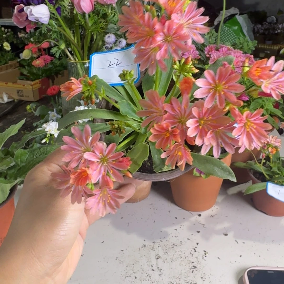 一物一拍     露薇22