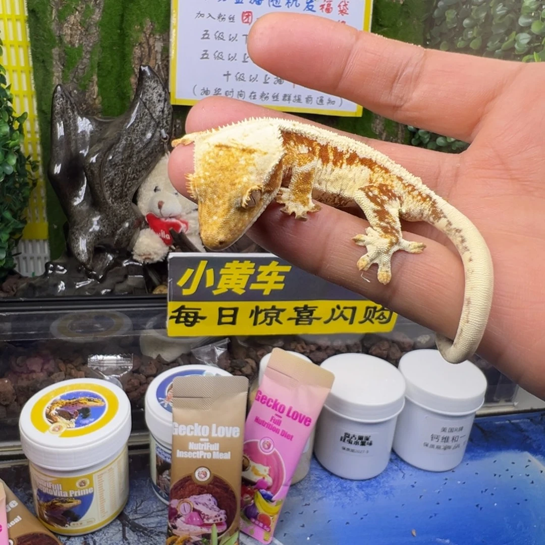 睫角守宫红底莉莉