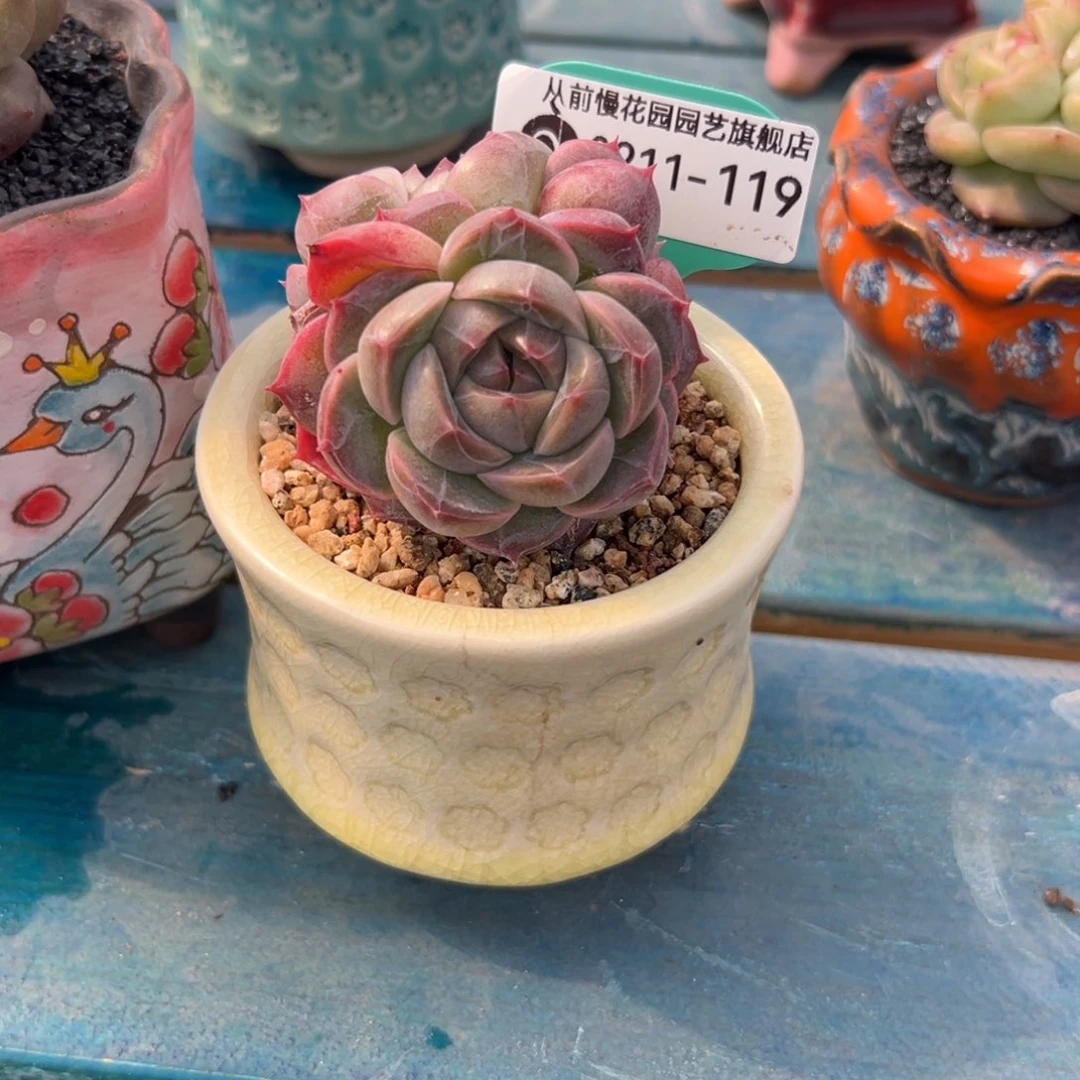 随*?多肉一物一拍0211-119补盆