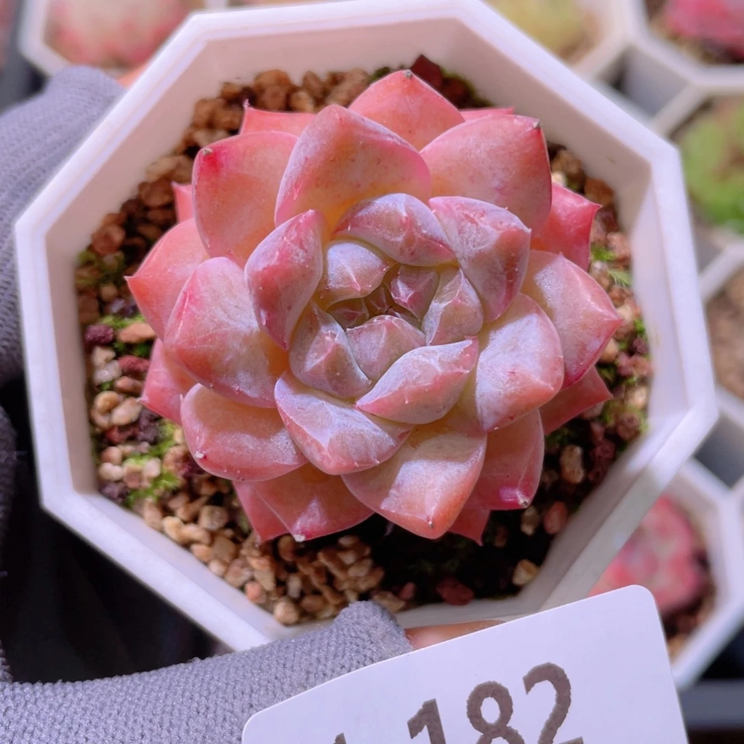 花利美 1-182粉钻