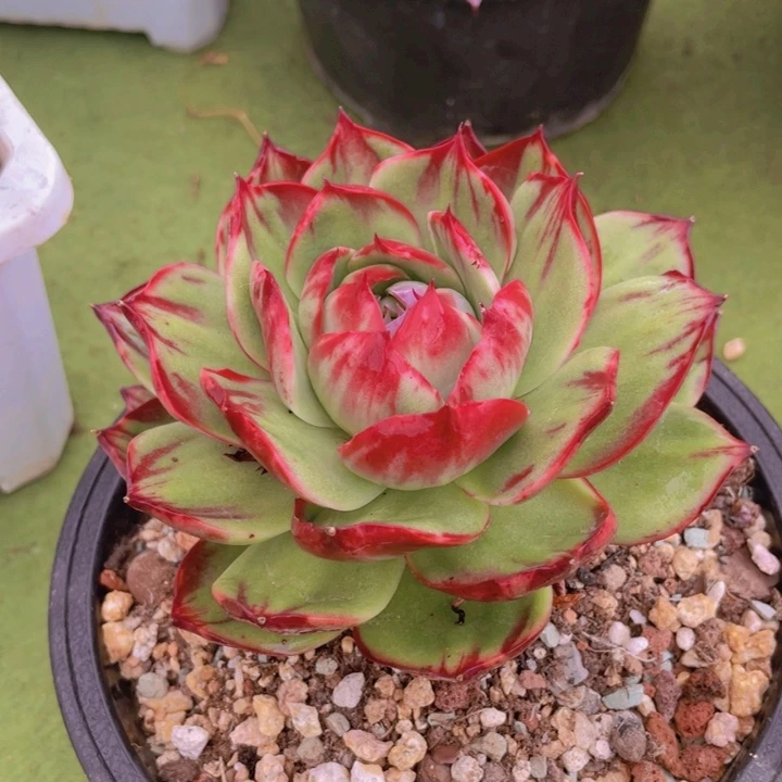 惊鸿仙子多肉植物