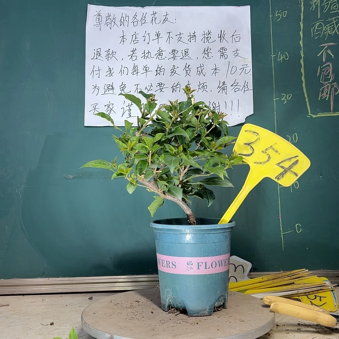 当前无花栽培后可以开花雪紫 造型 354