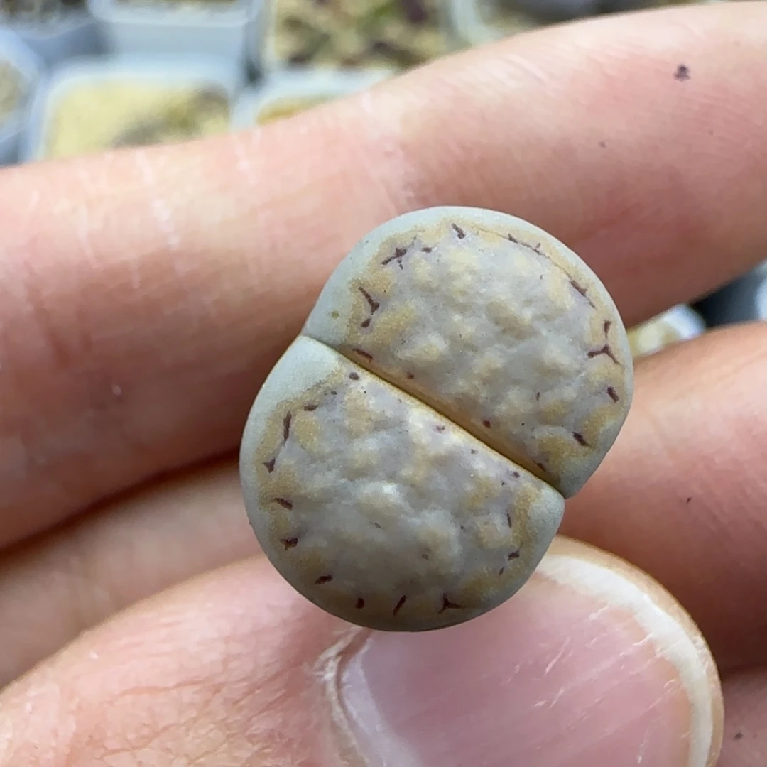 548饼干清框福利30包邮