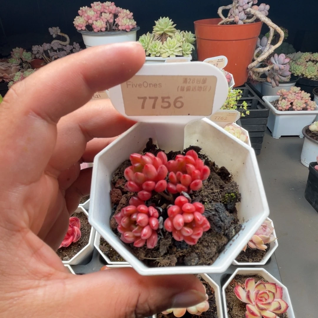 7756红宝石 4.0厘米