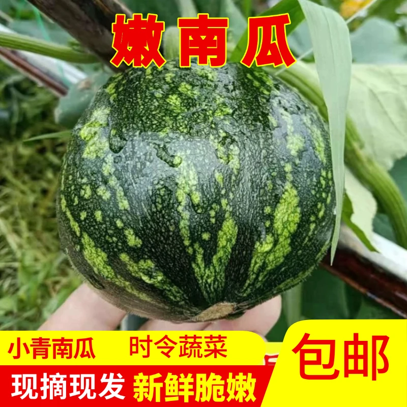 小南瓜新鲜嫩蔬菜小青南瓜宝宝辅食迷你青皮南瓜现摘现发露天种植