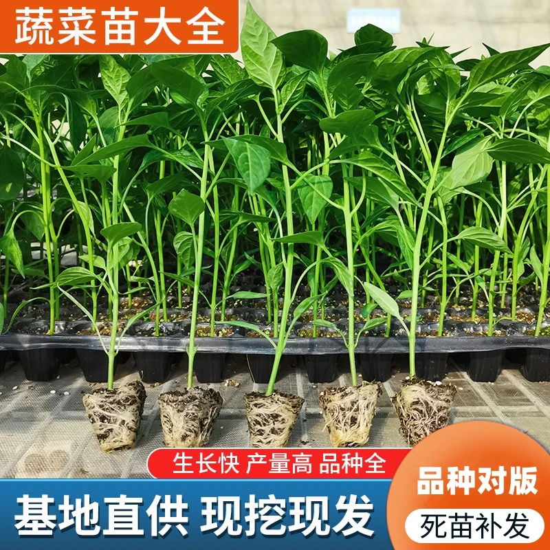 蔬菜苗基地直发辣椒苗番茄苗茄子苗黄瓜苗西瓜苗丝瓜苗蔬菜种子秧