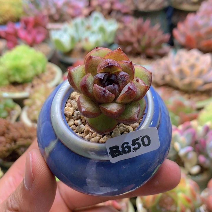 一物一拍含盆土满38包邮B650