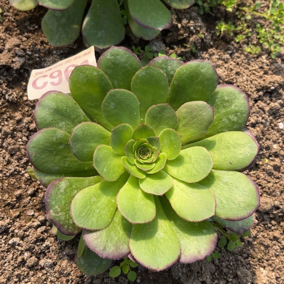 961多肉植物雨荷