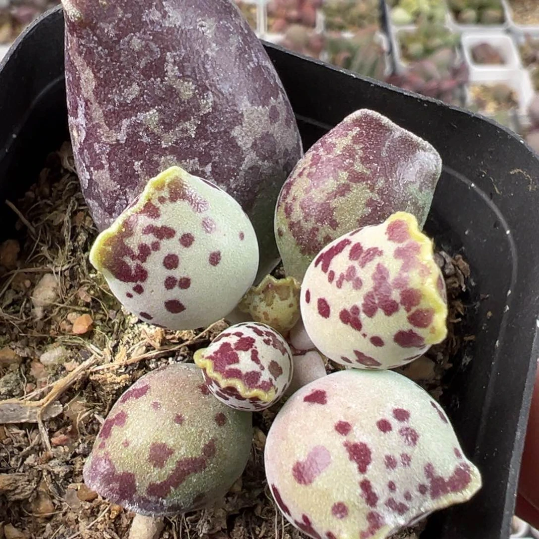 奶牛斑海豹多肉植物水泡