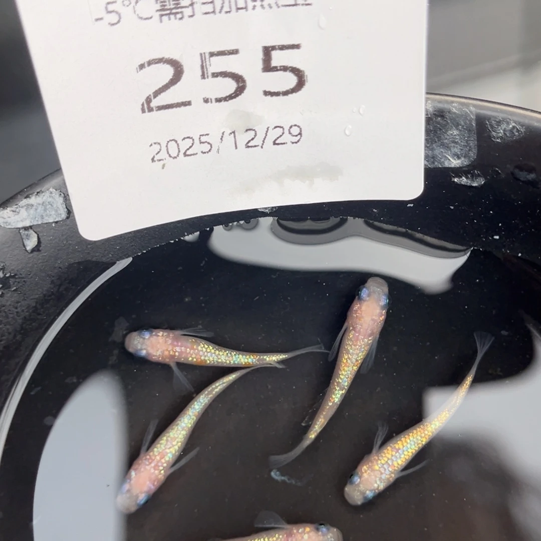 青鳉鱼255王华海王星五尾