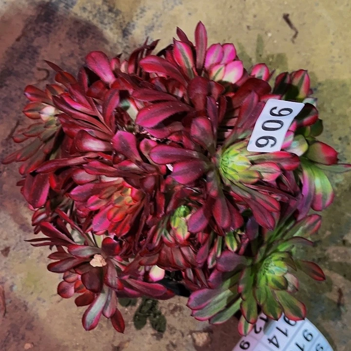 906七彩祝融多肉植物处理不售后砍头丛林