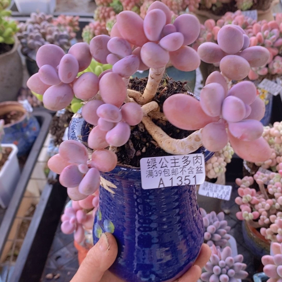 糖果桃蛋老桩12cm1351多肉植物