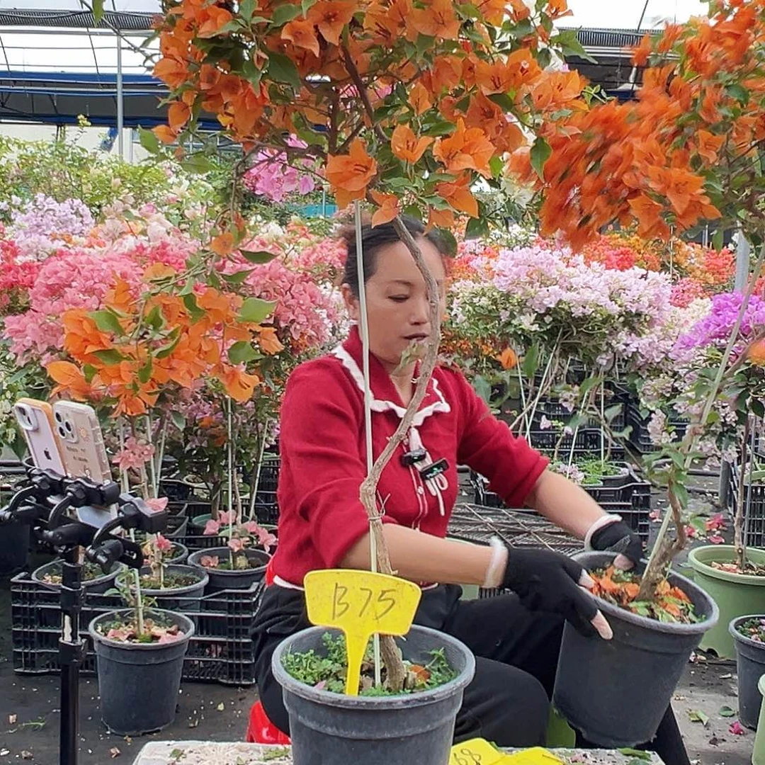 心***愿大部分花苞少量开放B75橙桑巴