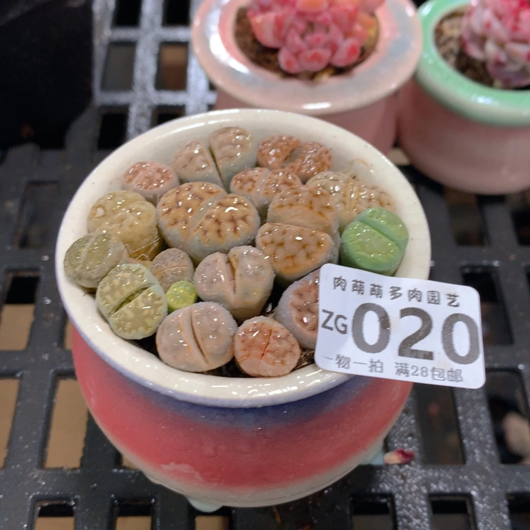 肉萌萌拇指盆精控多肉ZG020