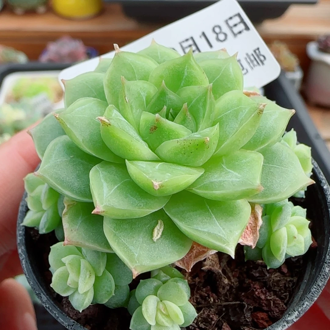 花语逸镜0018-52整