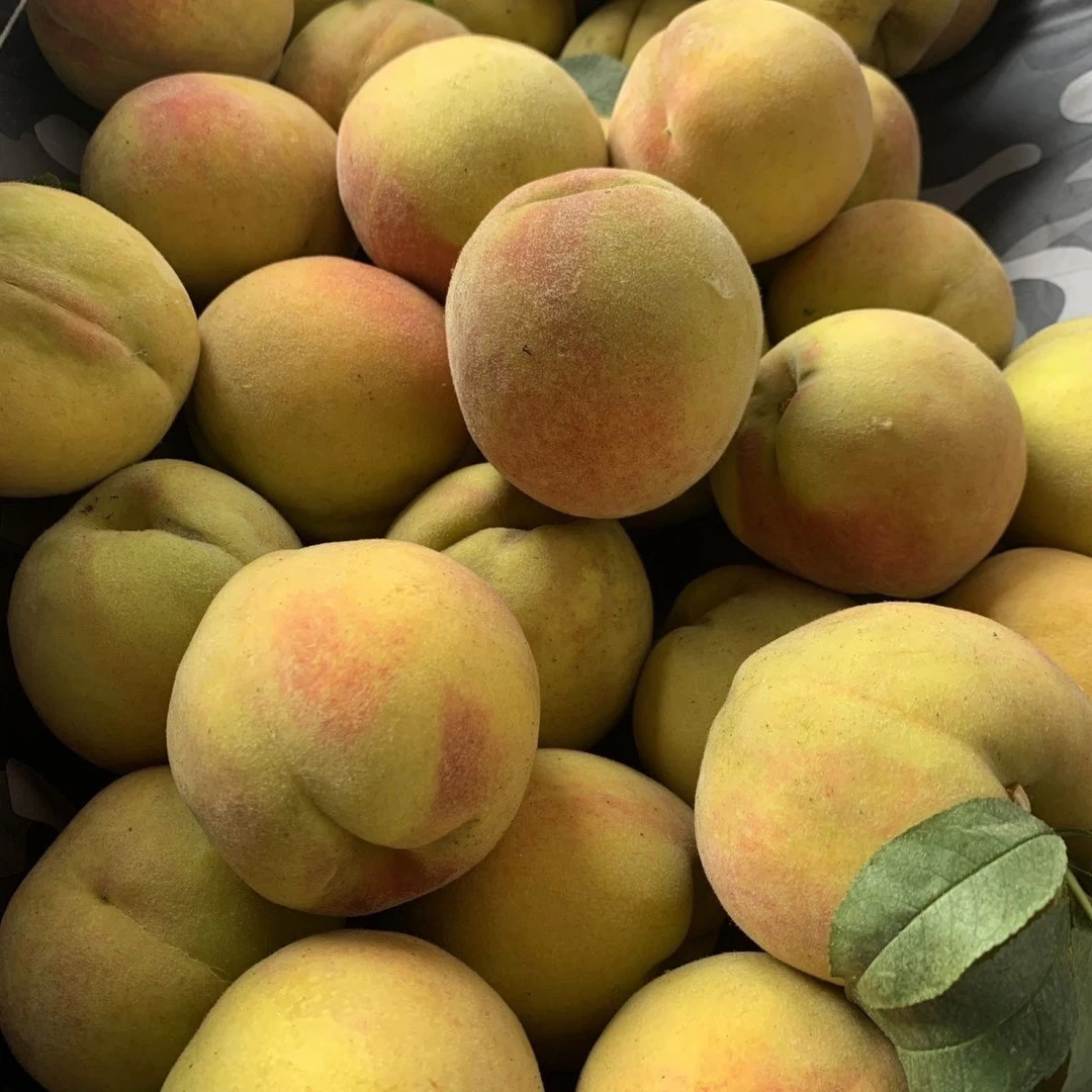 【本地黄桃】黄桃现摘现发本地农家自种脆甜可口