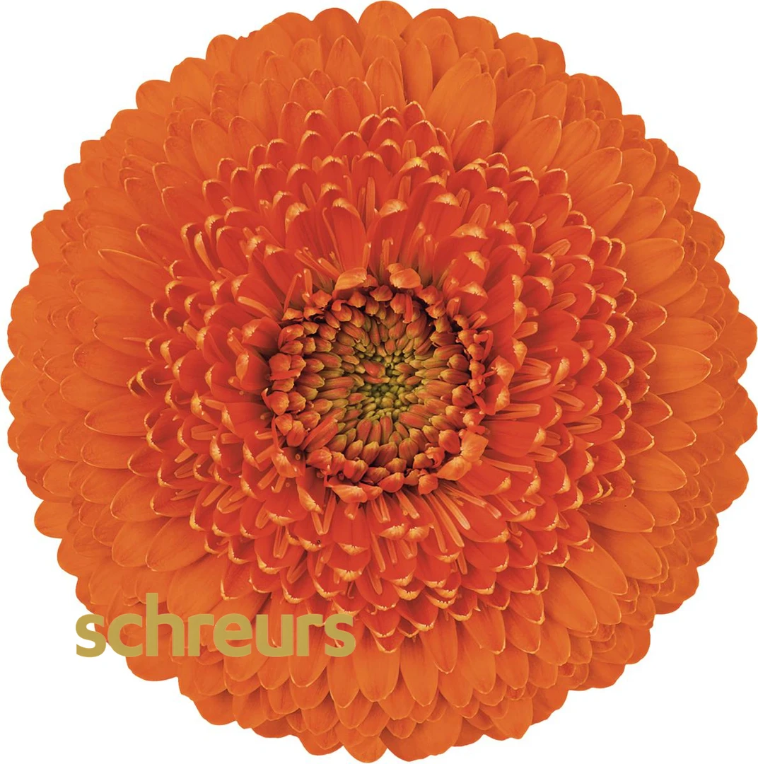 【七礼夫人】阿姆斯特丹非洲菊 小众稀有品种  云南基地现采直发