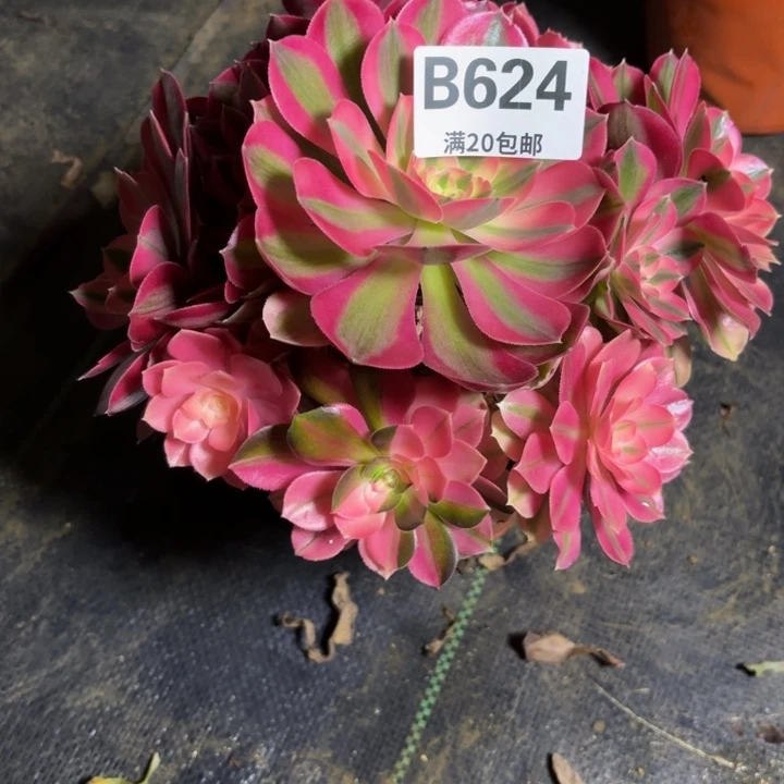 瑞妈一物一拍624