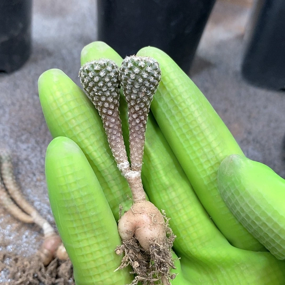 空*实生双头美针玉仙人球