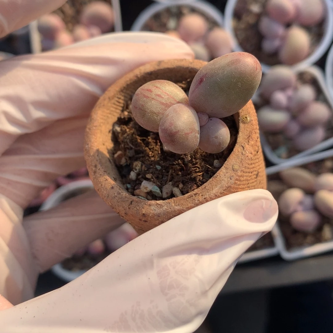 糖果奶酪红拉丝糖果奶多肉