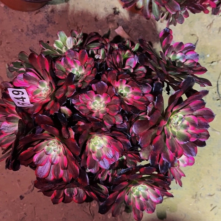 649烟花多肉植物处理不售后