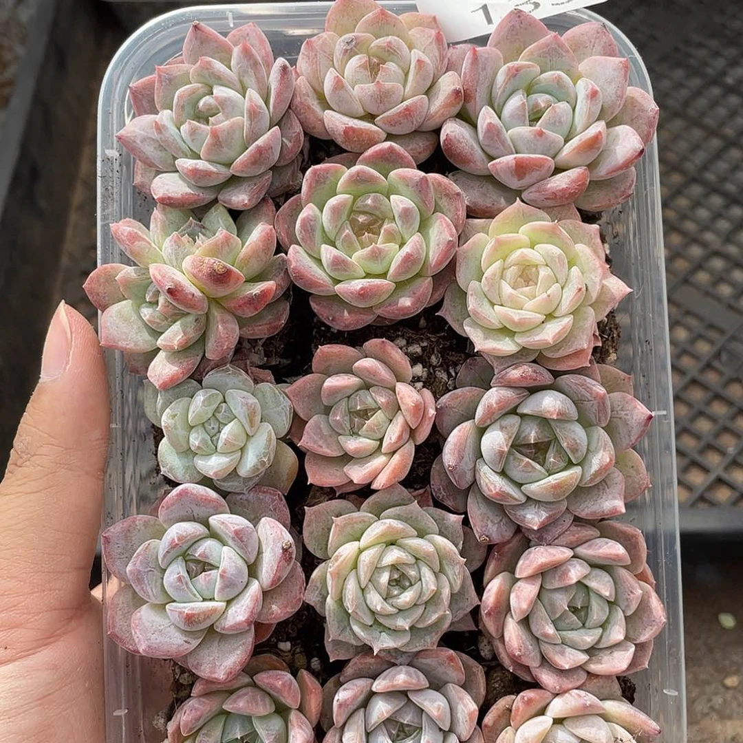 云糖心多肉植物133
