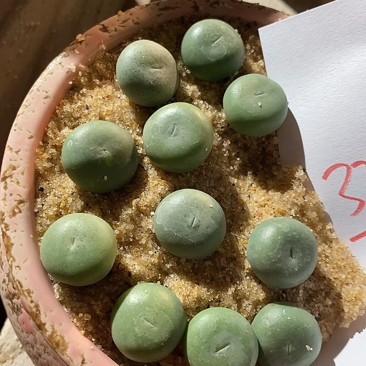 3322。  小拳拳大颗一颗。