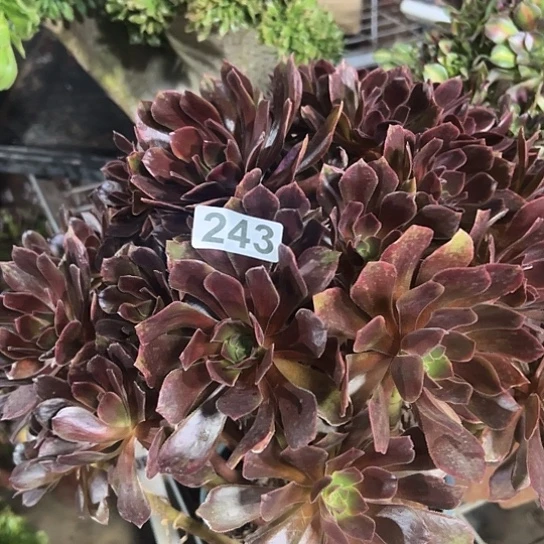 虫***头多肉植物一个恶魔之吻243