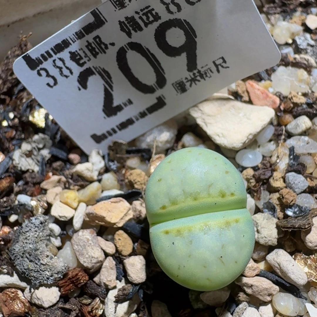 zzzzz精品生石花209