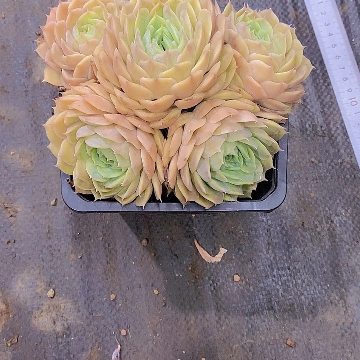 吨***吨昴斯洛多肉植物老桩