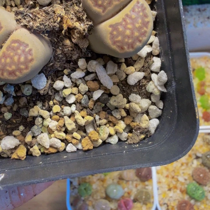 钶****）多肉植物的生长发育和44