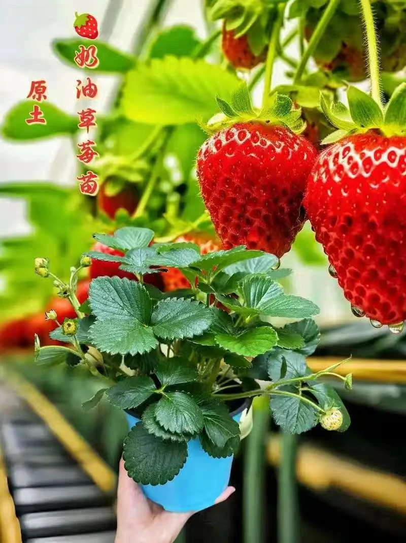 草莓秧苗加仑盆带花带果带土带盆发货阳台露天四季可种