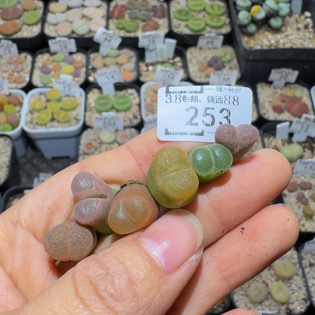 哈***TSsss精品生石花253