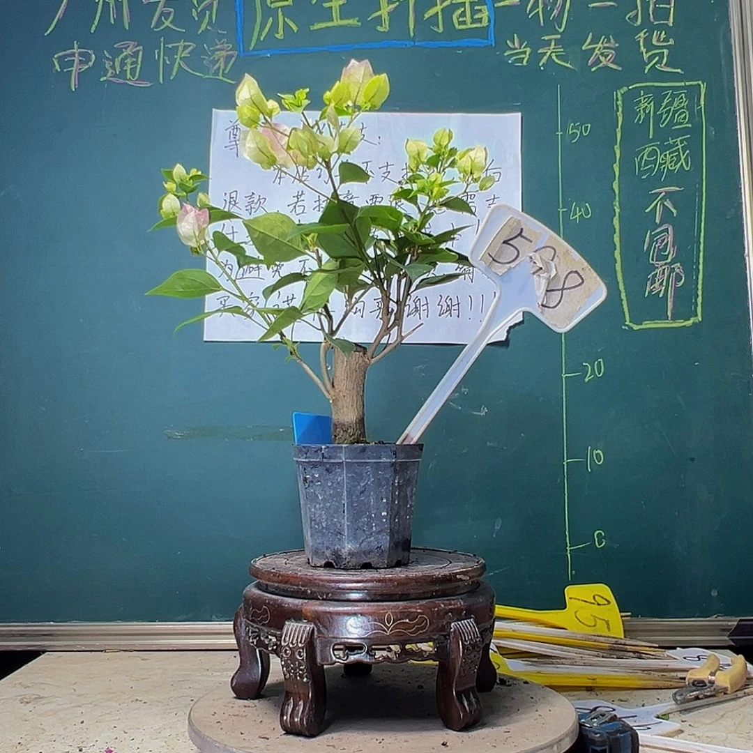 当前无花栽培后可以开花绿樱 大宝 598