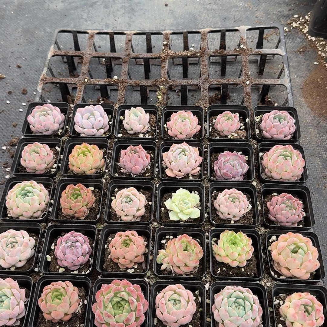 美尼糖心珍妮中号三十颗量拍12-28左八