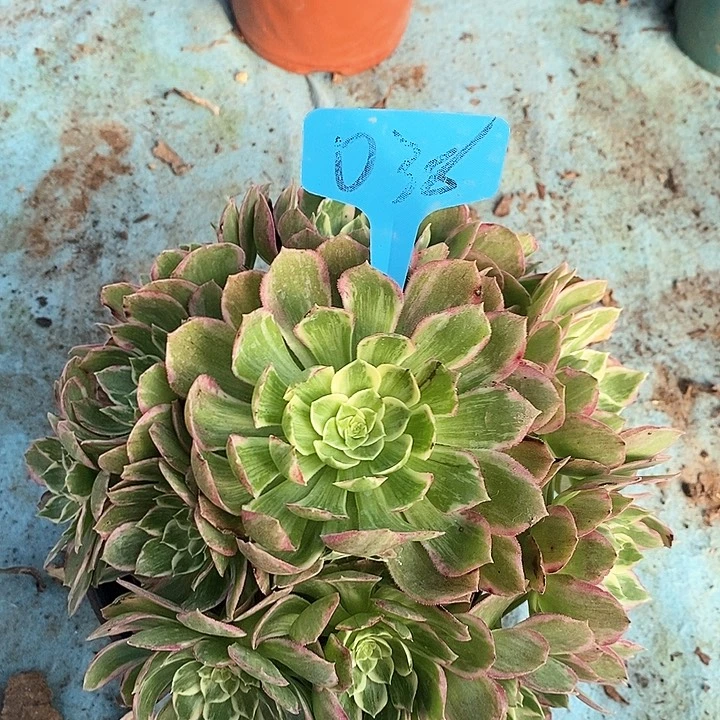 038 一颗水蜜桃法师多肉