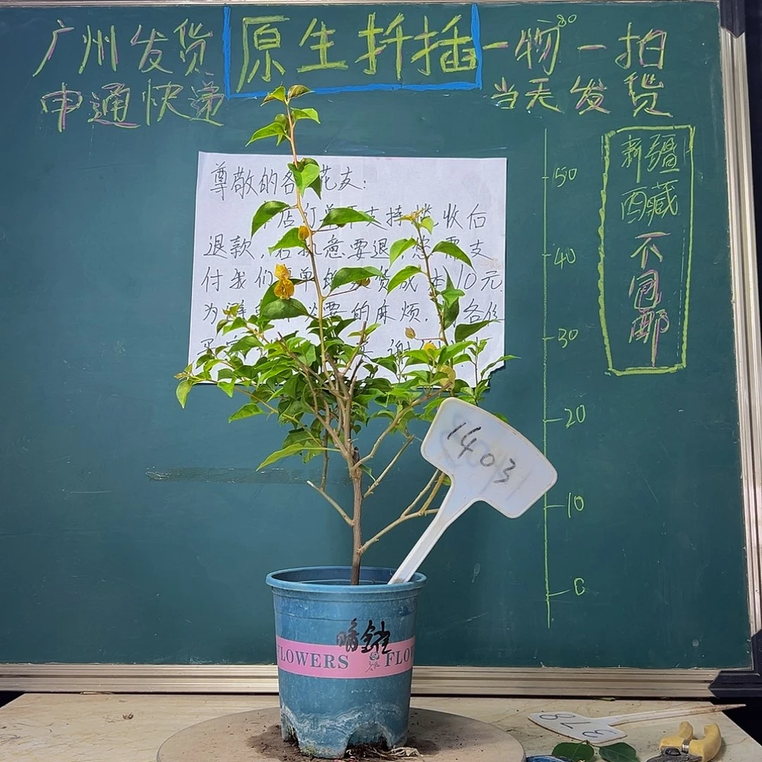 当前无花栽培后可以开花暗金雀1403