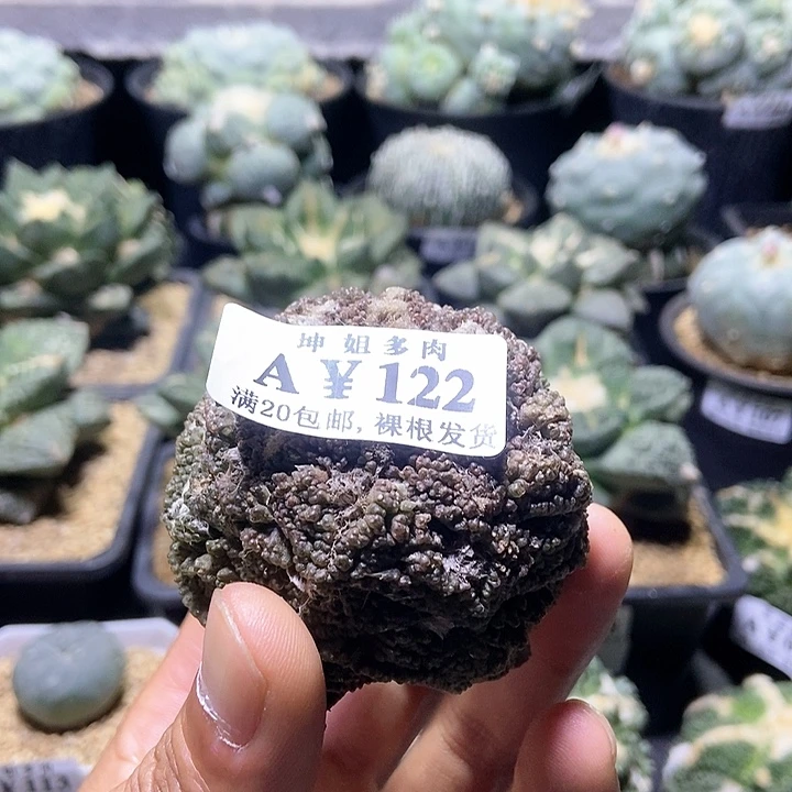 牙根岩牡丹122