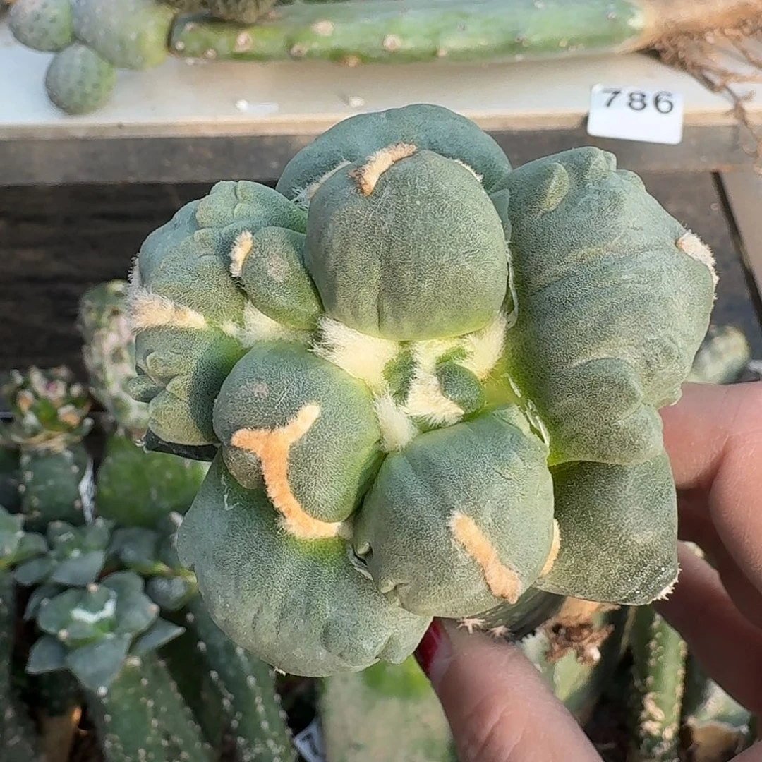 全部花朵蓝白肌蛋怒018