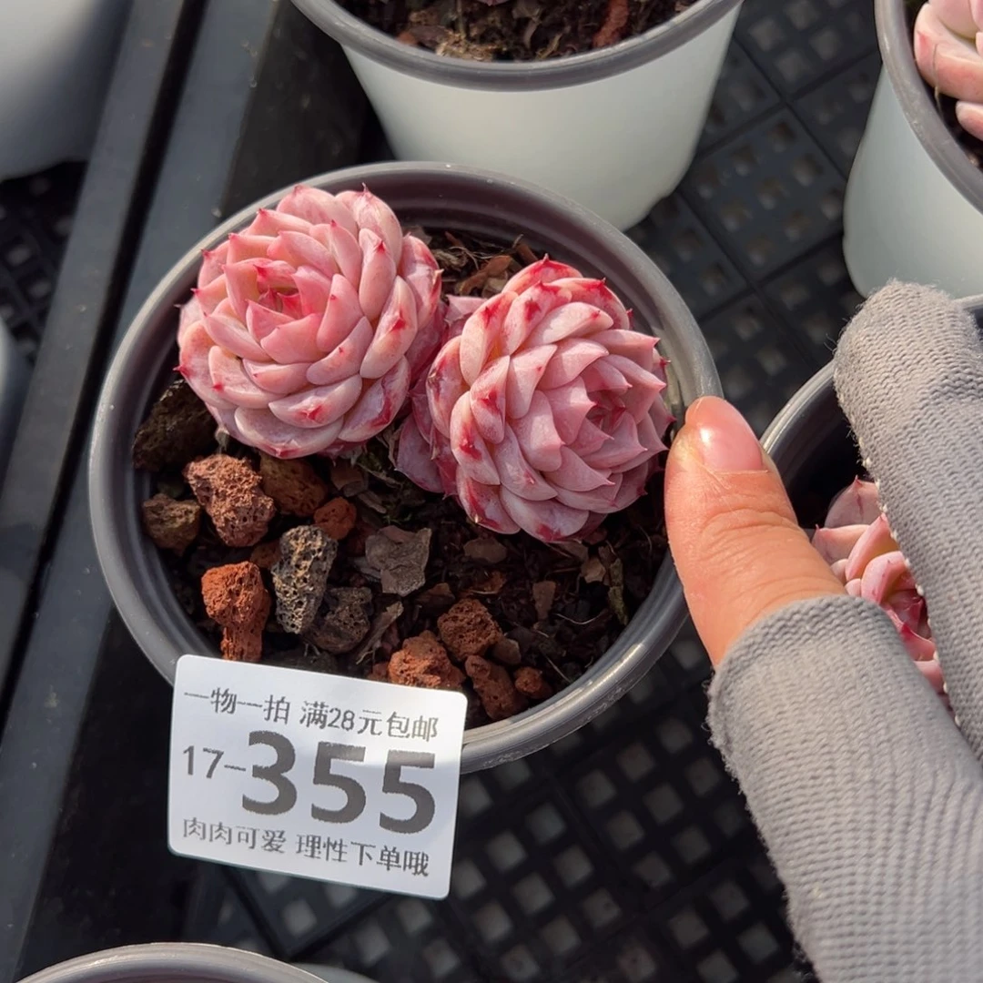 天鹅绒不包整多肉多肉多肉