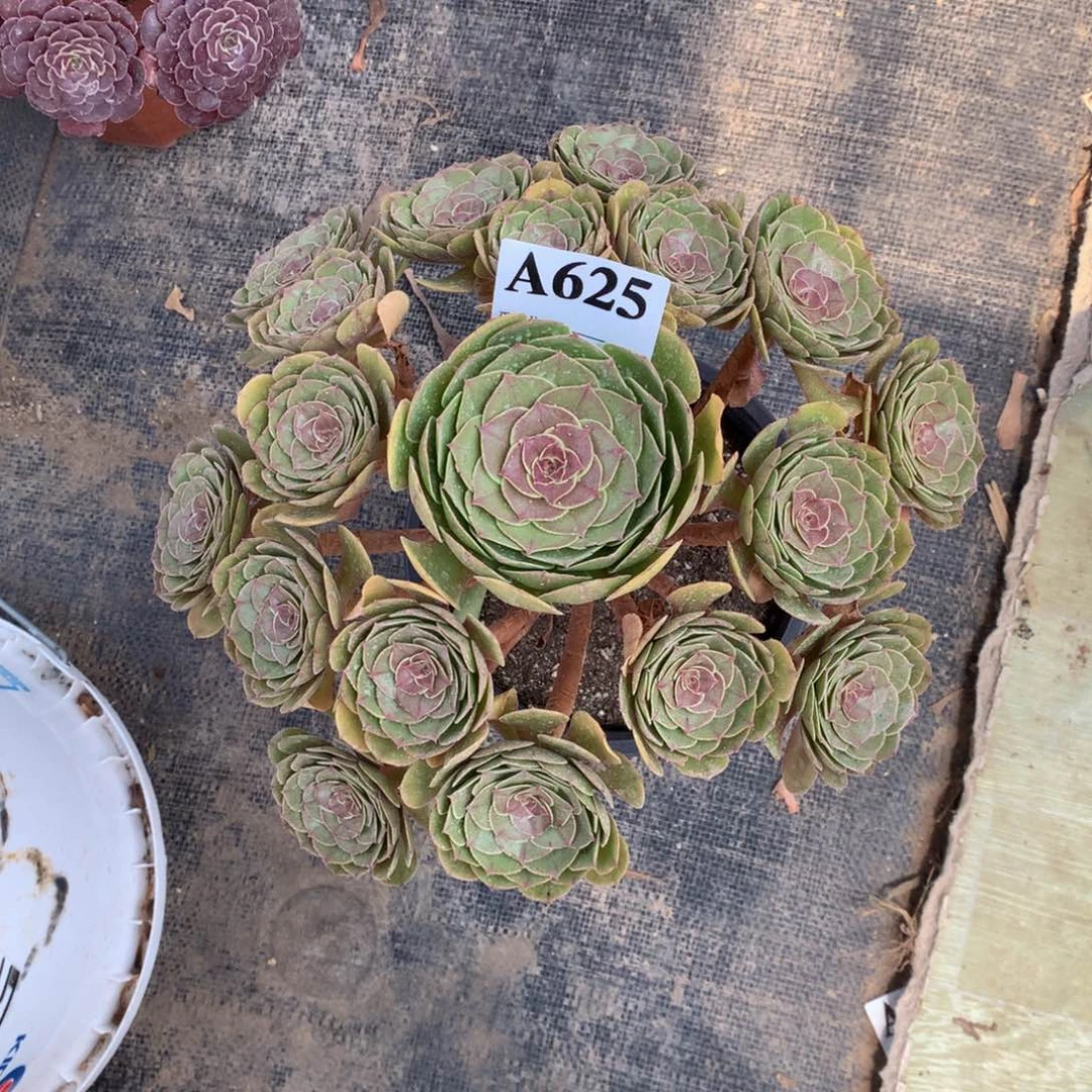 万圣节625法师多肉植物