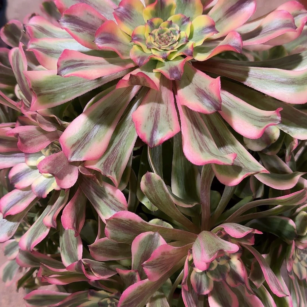 多肉植物黛玉100