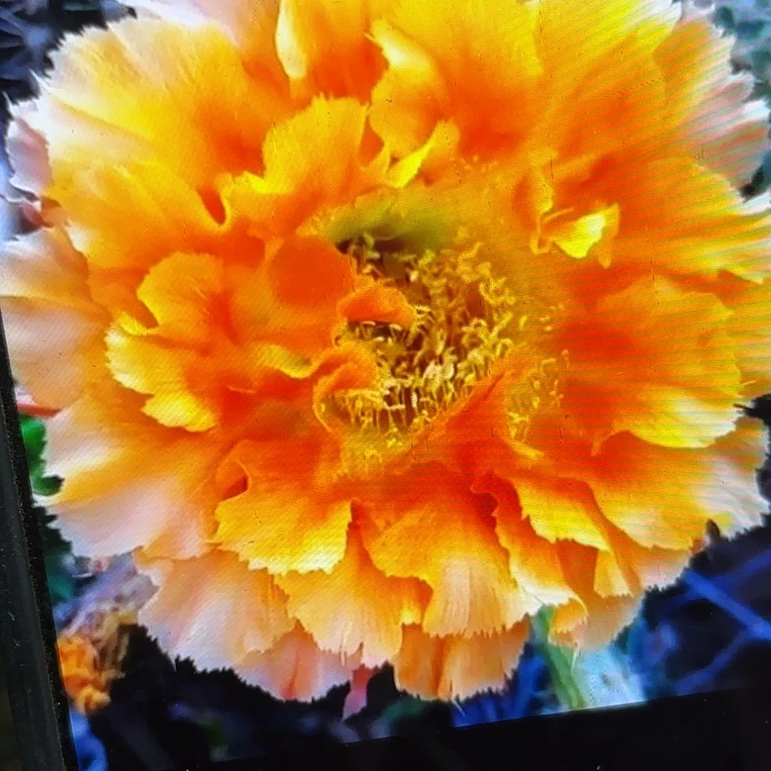 069彩侧牙20包邮仙人球20