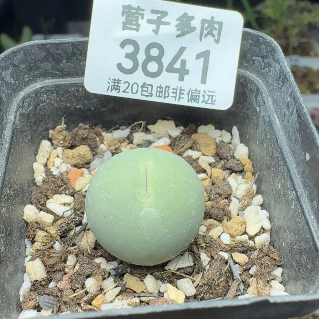 鸽子蛋带盆土2.0