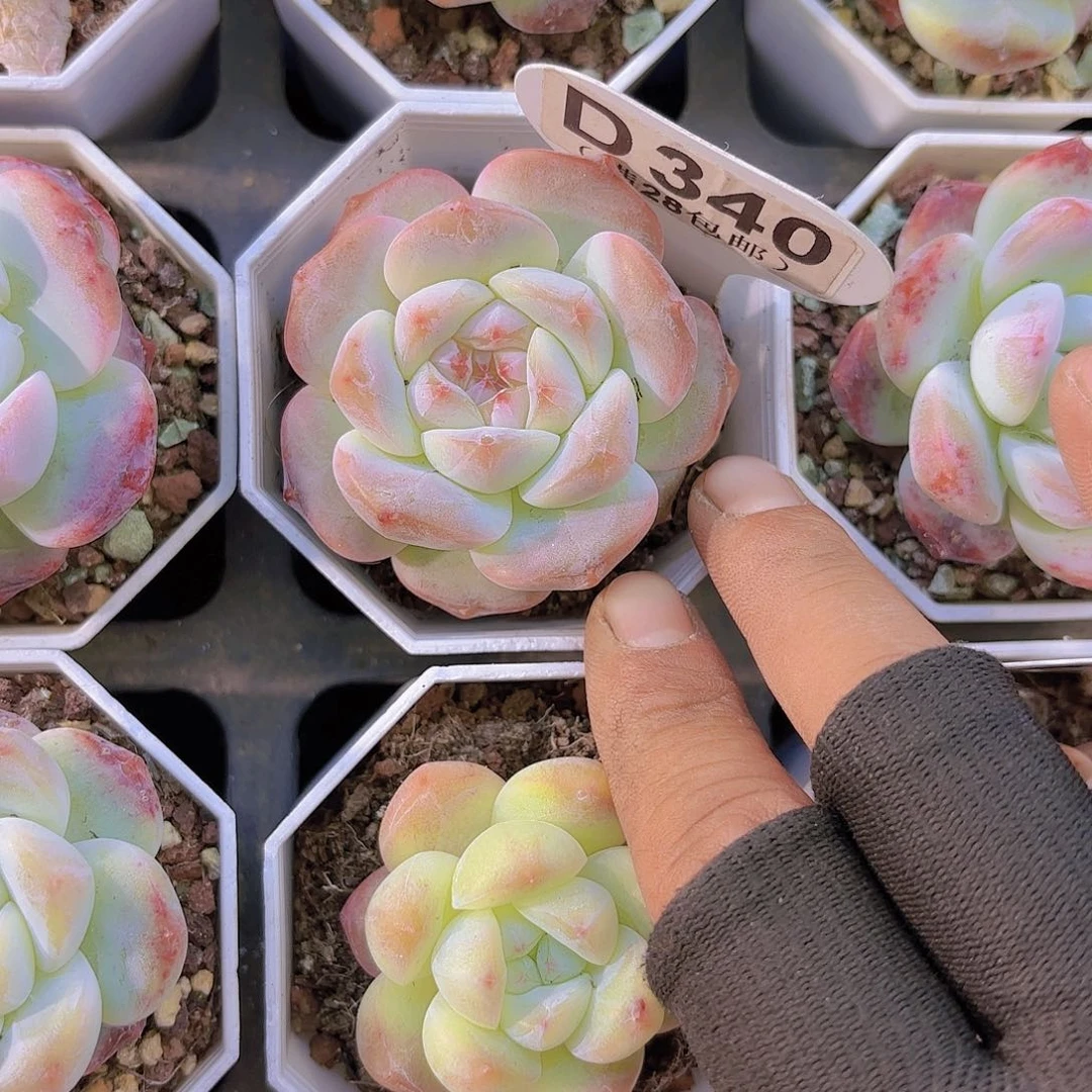 D340冰玉杂交一物一拍