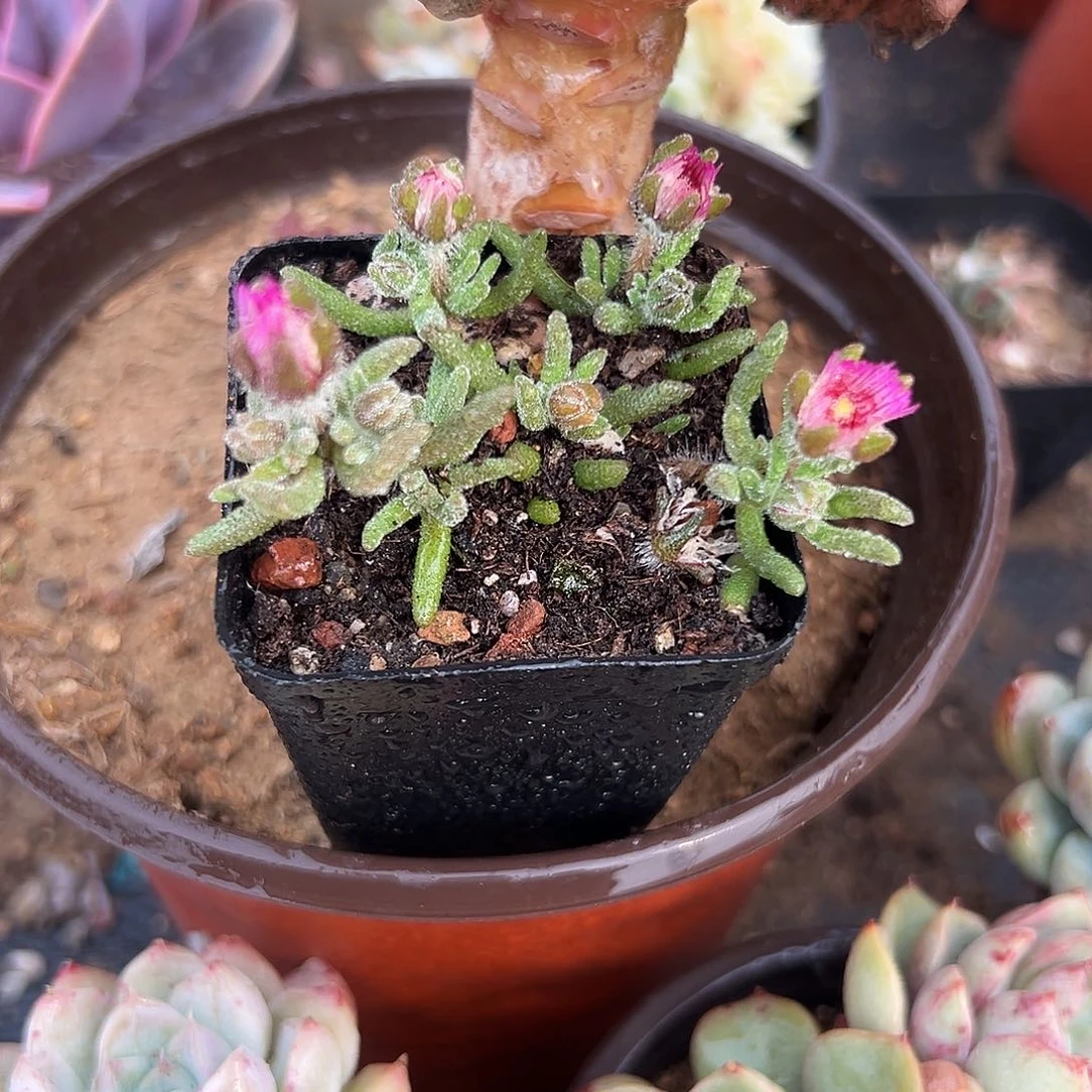 多肉植物多肉植物