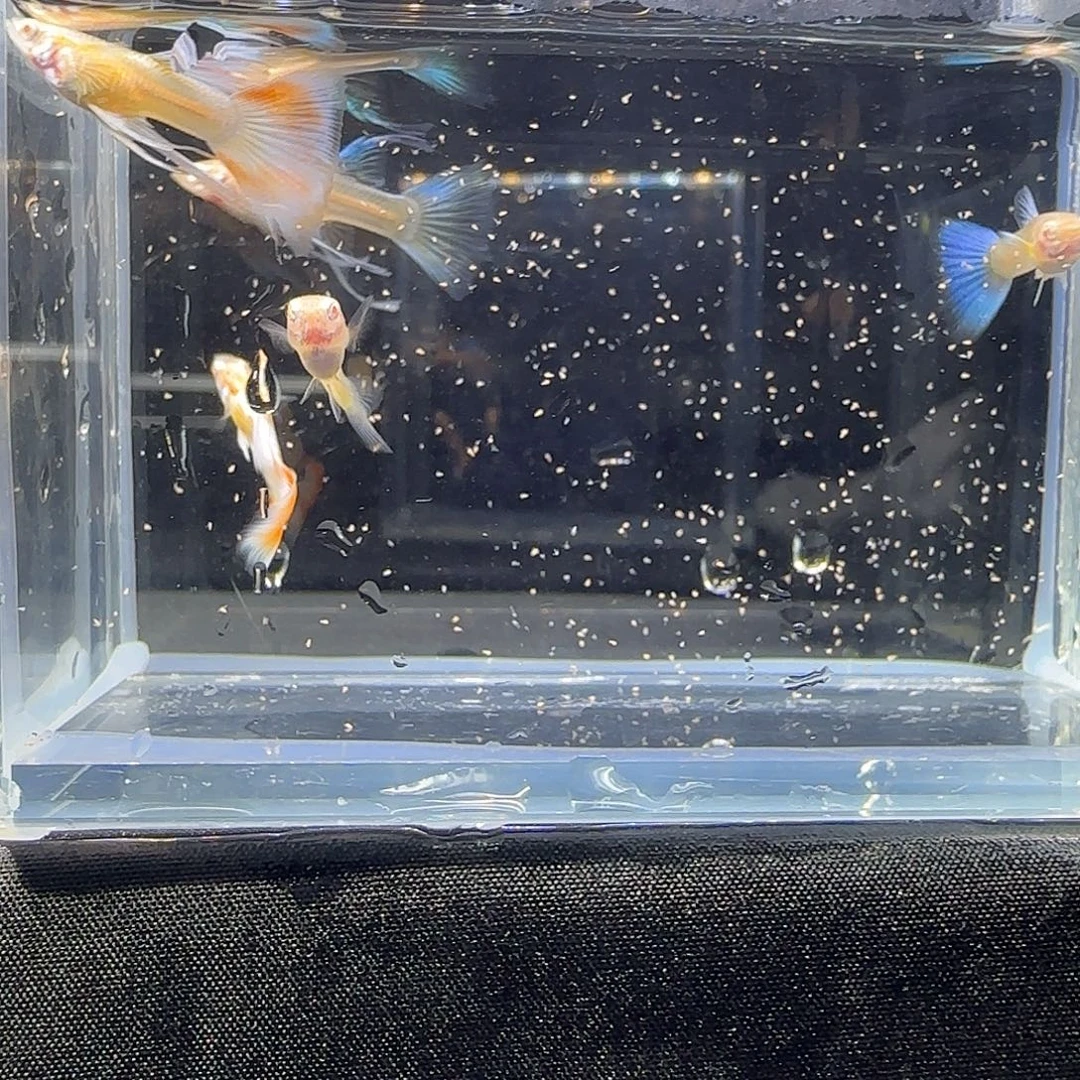 孔雀鱼关注主播可以竞拍